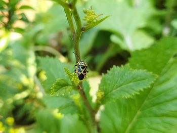 Close-up of insect on plant