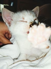 Close-up of hand with cat