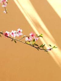 Close-up of pink flowering plant against wall