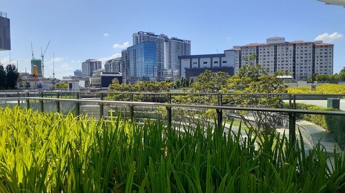 Plants growing by river against buildings in city