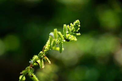 Close-up of fresh green plant