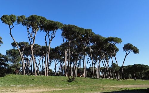 Trees on field against clear blue sky