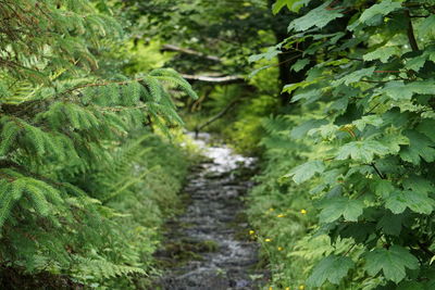 High angle view of trail amidst trees in forest