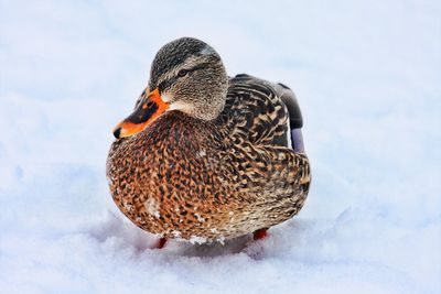 Close-up of a bird in snow