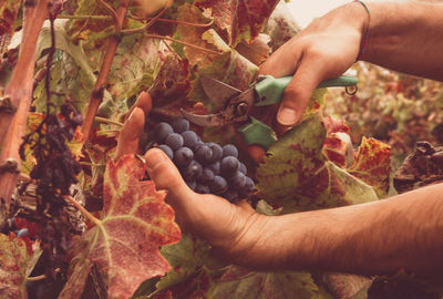 Cropped hands cutting grapes