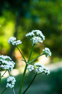 Close-up of white flowers blooming outdoors