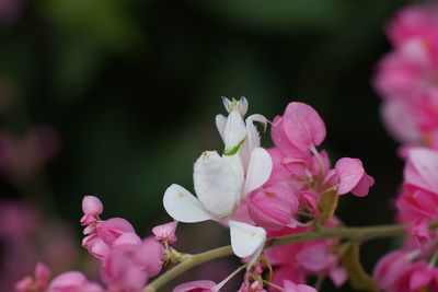 Close-up of pink flowering plant