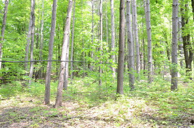 View of trees in forest