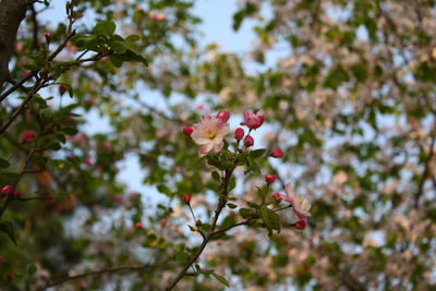 Low angle view of pink flowering plant