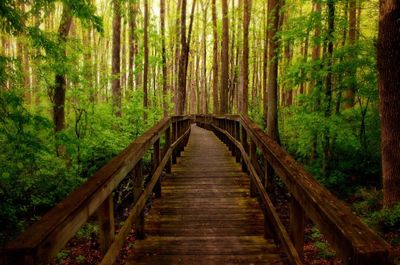 Footbridge in forest