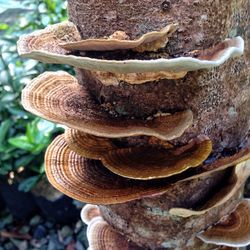 Close-up of fungus growing on tree trunk