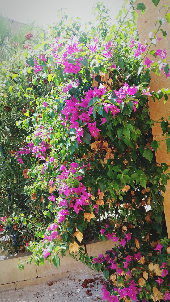 flower, growth, plant, pink color, nature, beauty in nature, outdoors, day, no people, summer, freshness, fragility, blooming, petunia