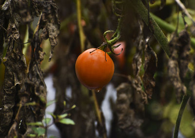 Close-up of orange on tree