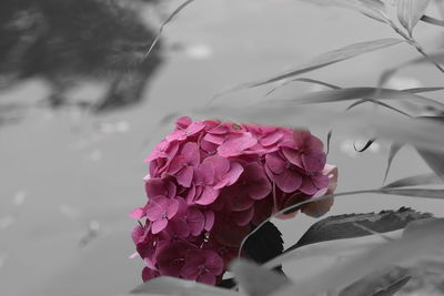 Close-up of pink flowers blooming against sky