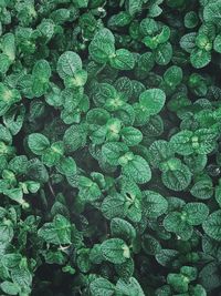 Full frame shot of wet leaves