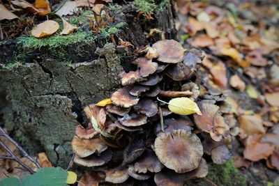 Close-up of mushrooms growing on tree trunk