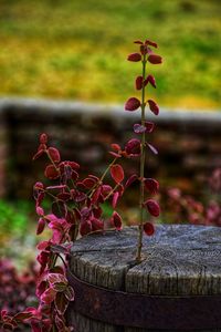 Close-up of red flowers against blurred background