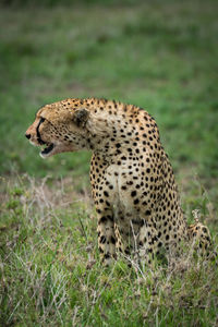 Cheetah sitting on grass in forest