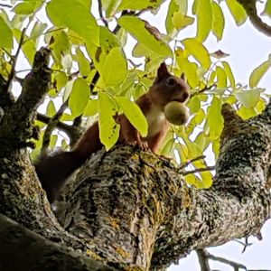 Low angle view of squirrel on tree