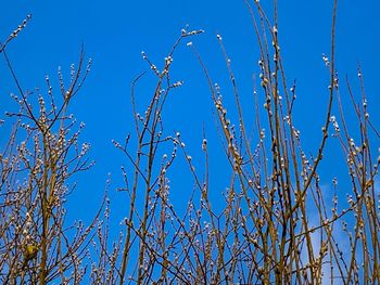 Low angle view of plants against blue sky