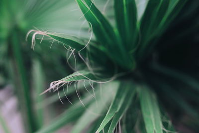 Close-up of fresh green plant