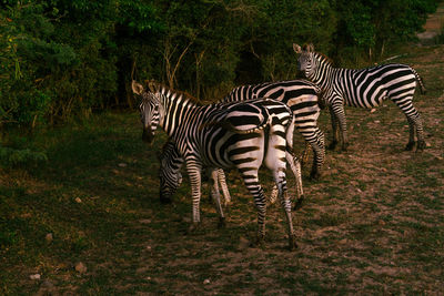 Zebra standing in a field