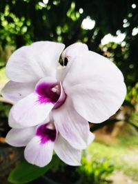 Close-up of white flowering plant