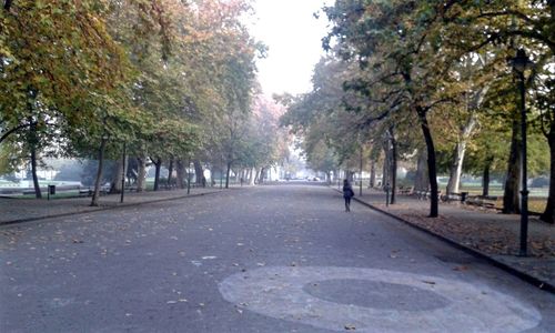 Road along trees