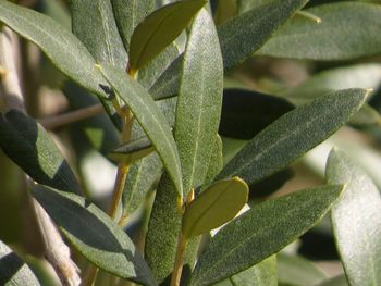 Close-up of leaves