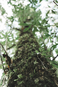 Low angle view of lichen growing on tree in forest