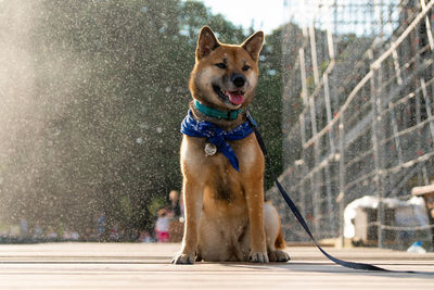 Dog looking away while sitting outdoors