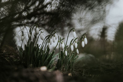 Close-up of flowering plants on land