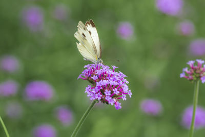 Close-up of butterfly pollinating on pink flower