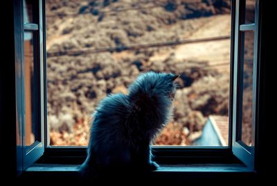 View of dog looking through window