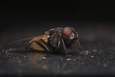 Close-up of spider