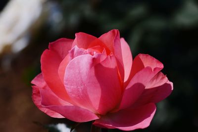 Close-up of pink rose