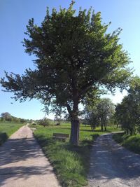 Road amidst trees on field against sky