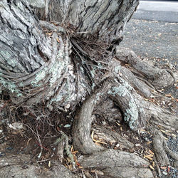 Lichens growing on tree roots