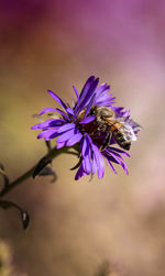 Close-up of honey bee pollinating on osteospermum flower