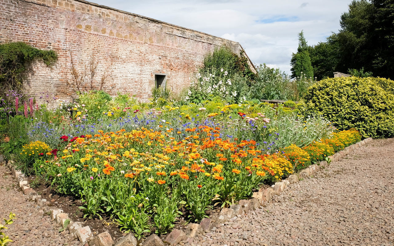 PLANTS GROWING IN GARDEN AGAINST YELLOW WALL