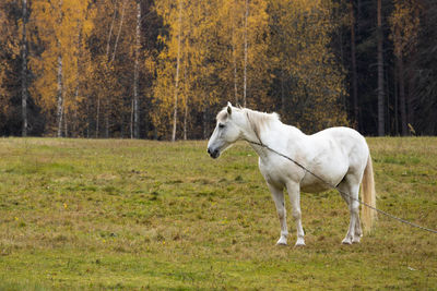 Horse standing on field