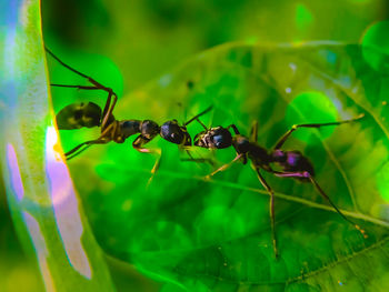 Close-up of ant on leaf