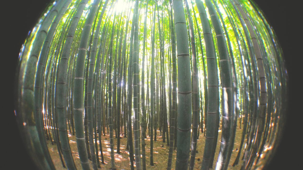 illuminated, green color, no people, nature, low angle view, tree, night, beauty in nature, close-up, outdoors, sky, bamboo grove