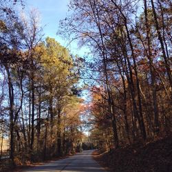 Empty road passing through forest