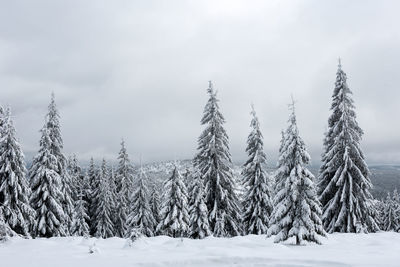 Panoramic shot of frozen trees on field against sky