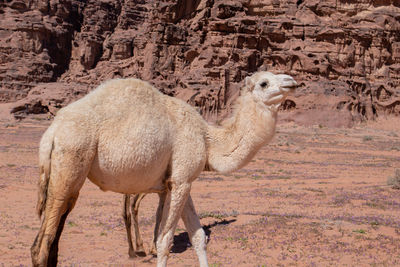 Sheep standing in a desert