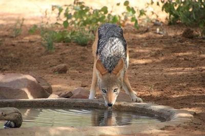 Drinking water