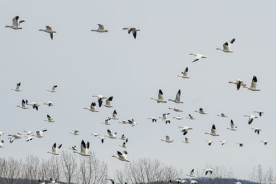 Low angle view of birds flying in the sky