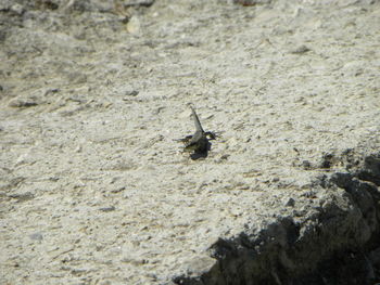 Close-up of a bird on sand