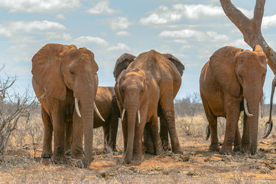 A close up of a group of elephants